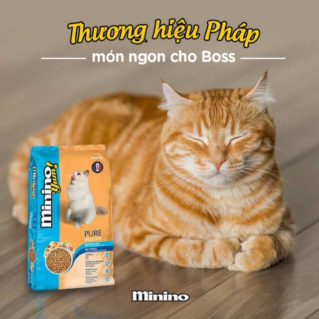 Hạt Minino Yum - Ảnh 4