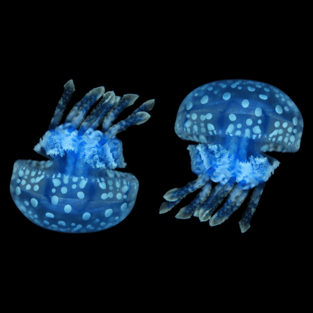 Sứa Papua