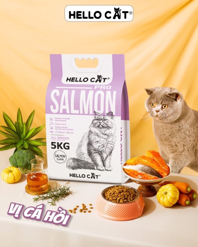 Hạt Hello Cat - Ảnh 3