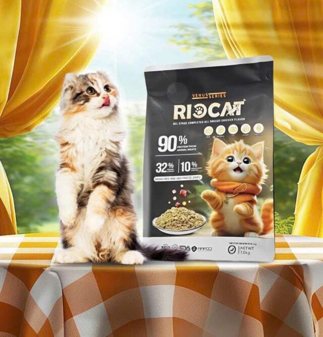 Hạt Rio Cat 1kg - Ảnh 5