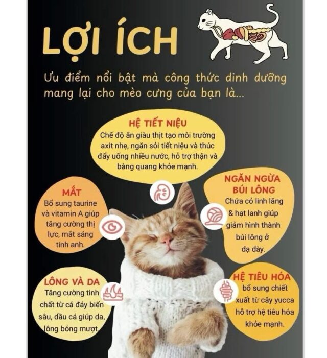 Hạt Rio Cat 1kg - Ảnh 4