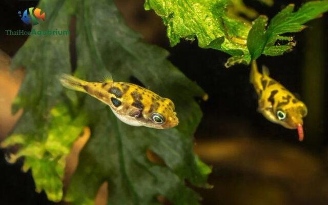 Cá nóc mini nước ngọt - Ảnh 2