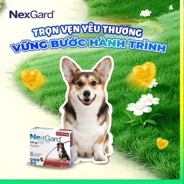Viên nhai Nexgard trị ngoại kí sinh cho cún - Ảnh 8