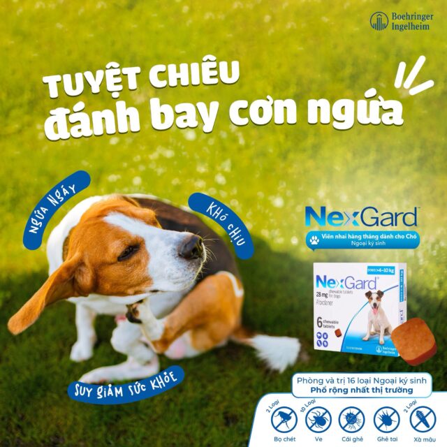 Viên nhai Nexgard trị ngoại kí sinh cho cún - Ảnh 7