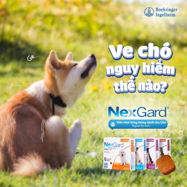 Viên nhai Nexgard trị ngoại kí sinh cho cún - Ảnh 6