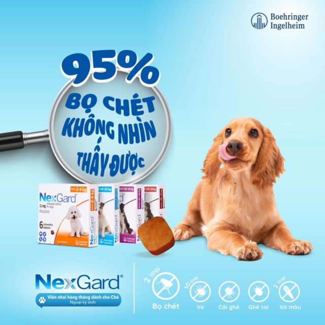 Viên nhai Nexgard trị ngoại kí sinh cho cún - Ảnh 5