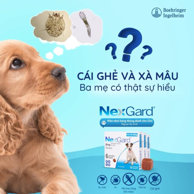Viên nhai Nexgard trị ngoại kí sinh cho cún - Ảnh 4