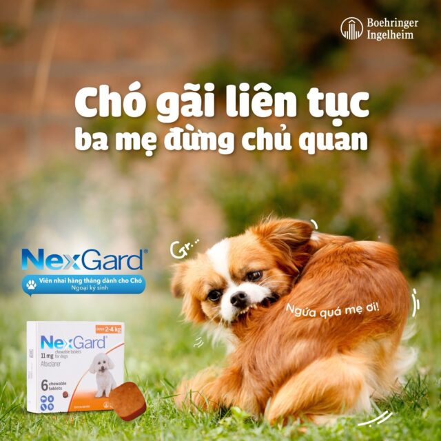Viên nhai Nexgard trị ngoại kí sinh cho cún - Ảnh 3